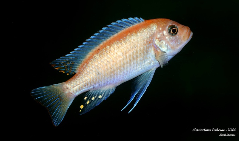 Maylandia estherae 'Gome Rock'